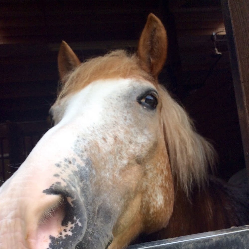 Meet your Posher, Dorian